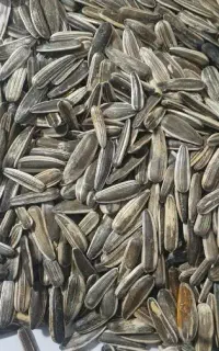 خریدار انواع تخمه