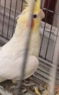 خ‌عروس هلندی