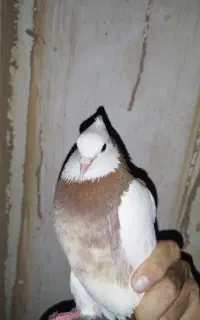 کبوتر طوقی
