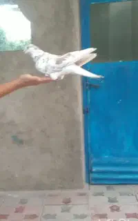 کفتر گم شده