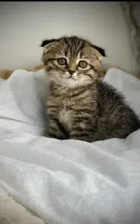 گربه‌ مادر با دو تا بچه