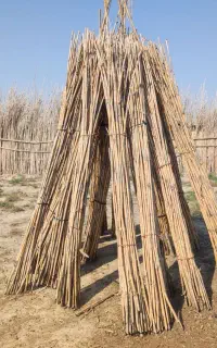 نی چوبی