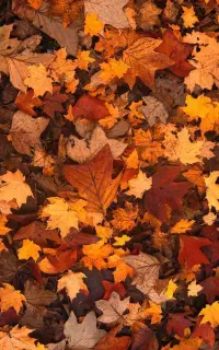 عکاسی پاییزی در فضای باز