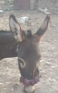 خر نر دو ساله