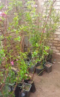 نهال قنوات