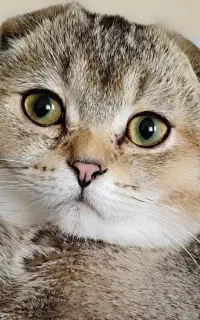 گربه