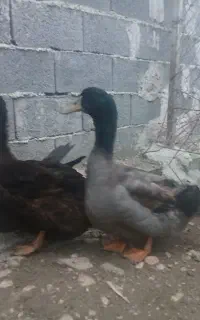 اردک روئن فرانسه اصل دوعدد نروماده