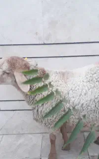 شیشک وبره زنده  بهداشتی