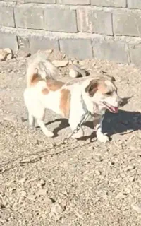 سگ پا کوتاه گمشده