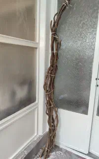 ریشه کیوی و پوست تنه درخت