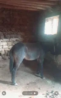 توله قاطر
