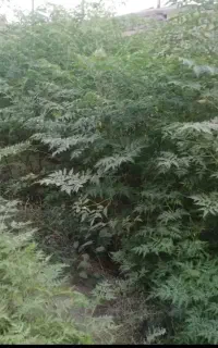 نهال زیتون تلخ