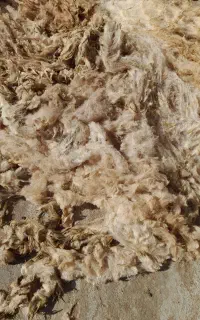 پشم گوسفند