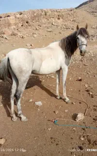 اسب مادیان با کره