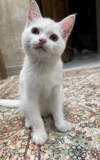 گربه پرشین میکس