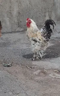 خروس برهما