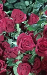 کار در گلخانه