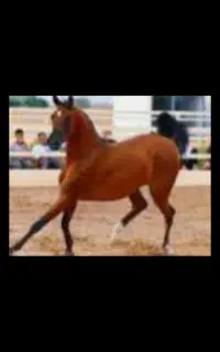 اسب