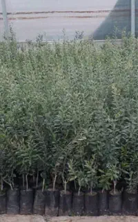 ایده درآمد میلیاردی با کاشت نهال زیتون +لیبل دار