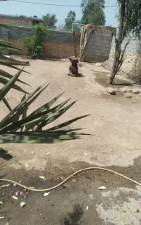 فروش  کصرت گندم برای فروش  دام ها ارسال رایگان