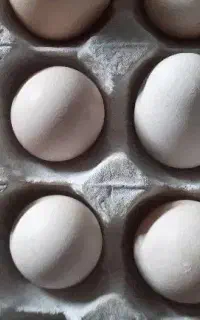 نخم نطفه دار ابریشمی اصیل