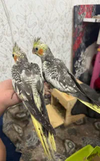 عروس هلندی سرلاکی