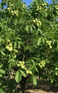 نهال گردوبادام گیلاس چنار انارانجیرلیموزیتون سرو