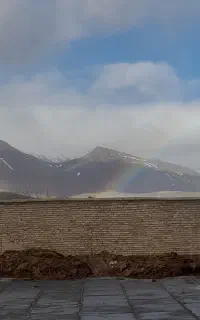 کود گوسفندی   خشک  فله و گونی