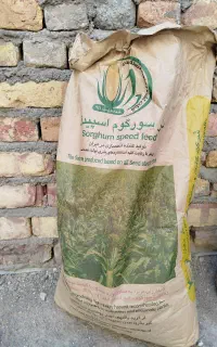 فروش بذر ذرت علوفه‌ای