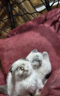 گربه اسکاتیش