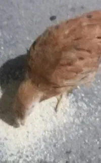 جوجه