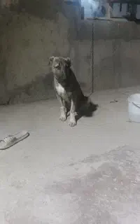 توله پژدر