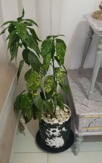 گل طبیعی
