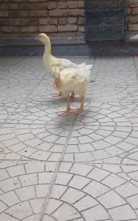 جوجه قوقاز سفید