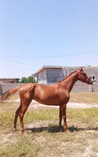 اسب