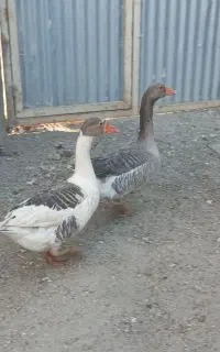 غاز