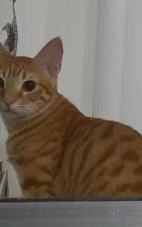گربه نارنجی نر خانگی
