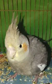عروس هلندی