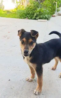 فروش توله سگ