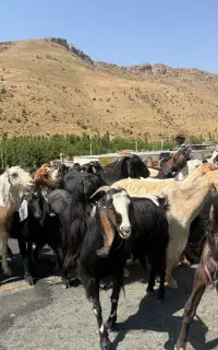 برای تولد نوزاد عقیقه گوسفندزنده کیلویی590نر امروز