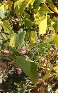 نخود لیزر شده