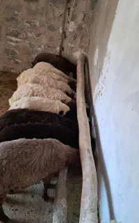 منزل مسکونی کارزان روستای جوبدراز میرزابیگی