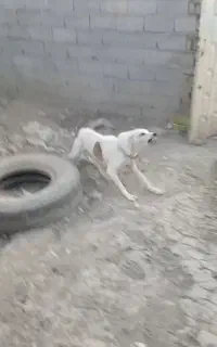 سگ سگ