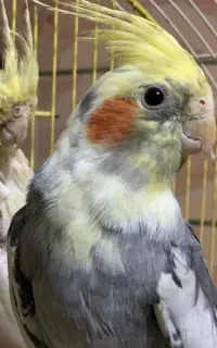 عروس هلندی دستی و سخنگو