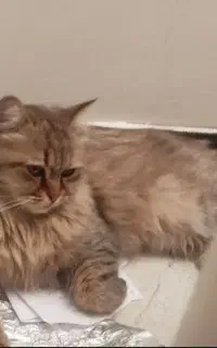 گربه پرشین اصیل