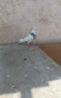 کبوتر گرفتنی