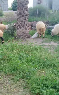فروش قوچ چاق