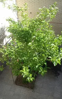 خبره ی بازنشسته جویای کار