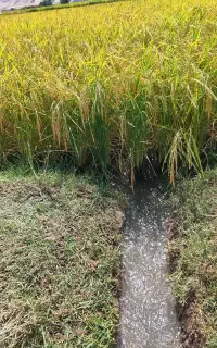 برنج علی کاظمی تازه