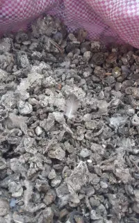 کود کبوتر وحشی